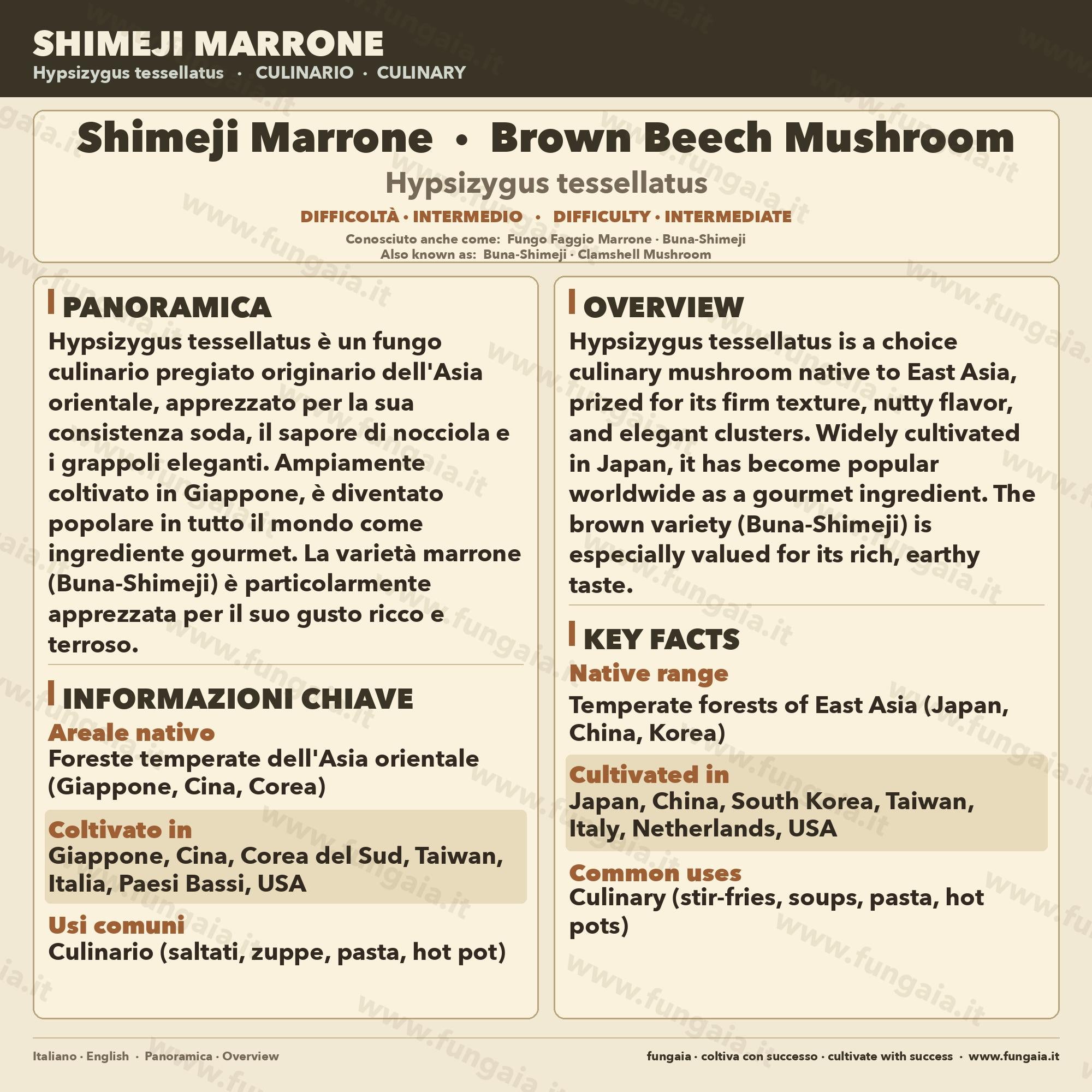 Coltura Liquida Shimeji Marrone Hypsizygus tessellatus Gourmet
