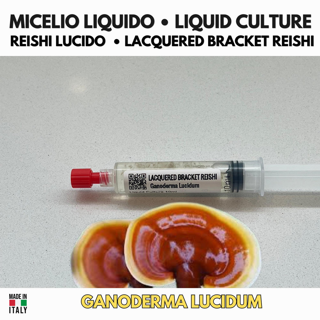 Coltura Liquida Reishi Lucido | Ganoderma resinaceum | Micelio