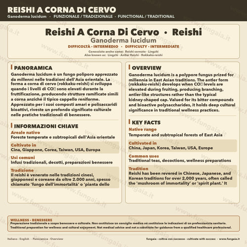 Coltura Liquida Reishi Lucido | Ganoderma resinaceum | Micelio