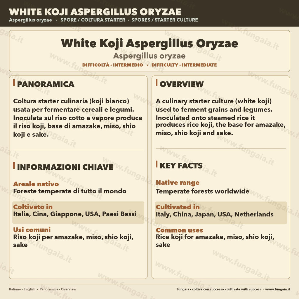 White Koji Aspergillus oryzae Piastra Petri Colonizzata Premium