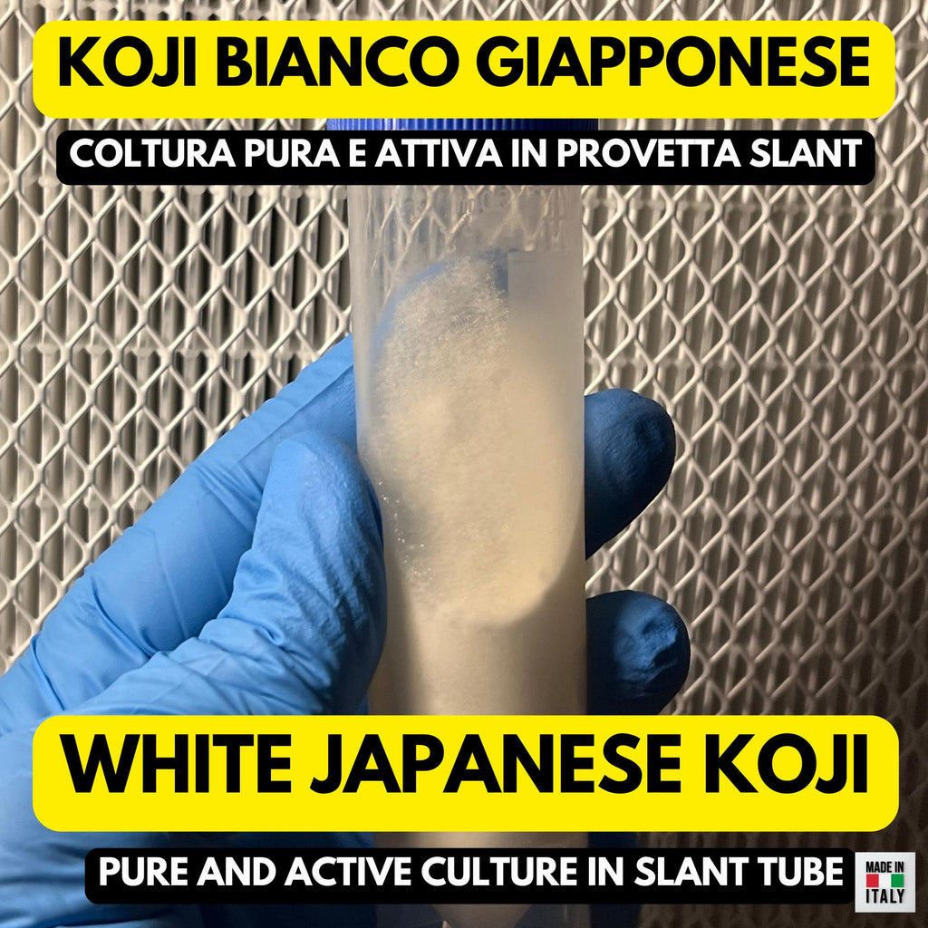 Koji Bianco Aspergillus oryzae Slant Agar | Coltura Premium