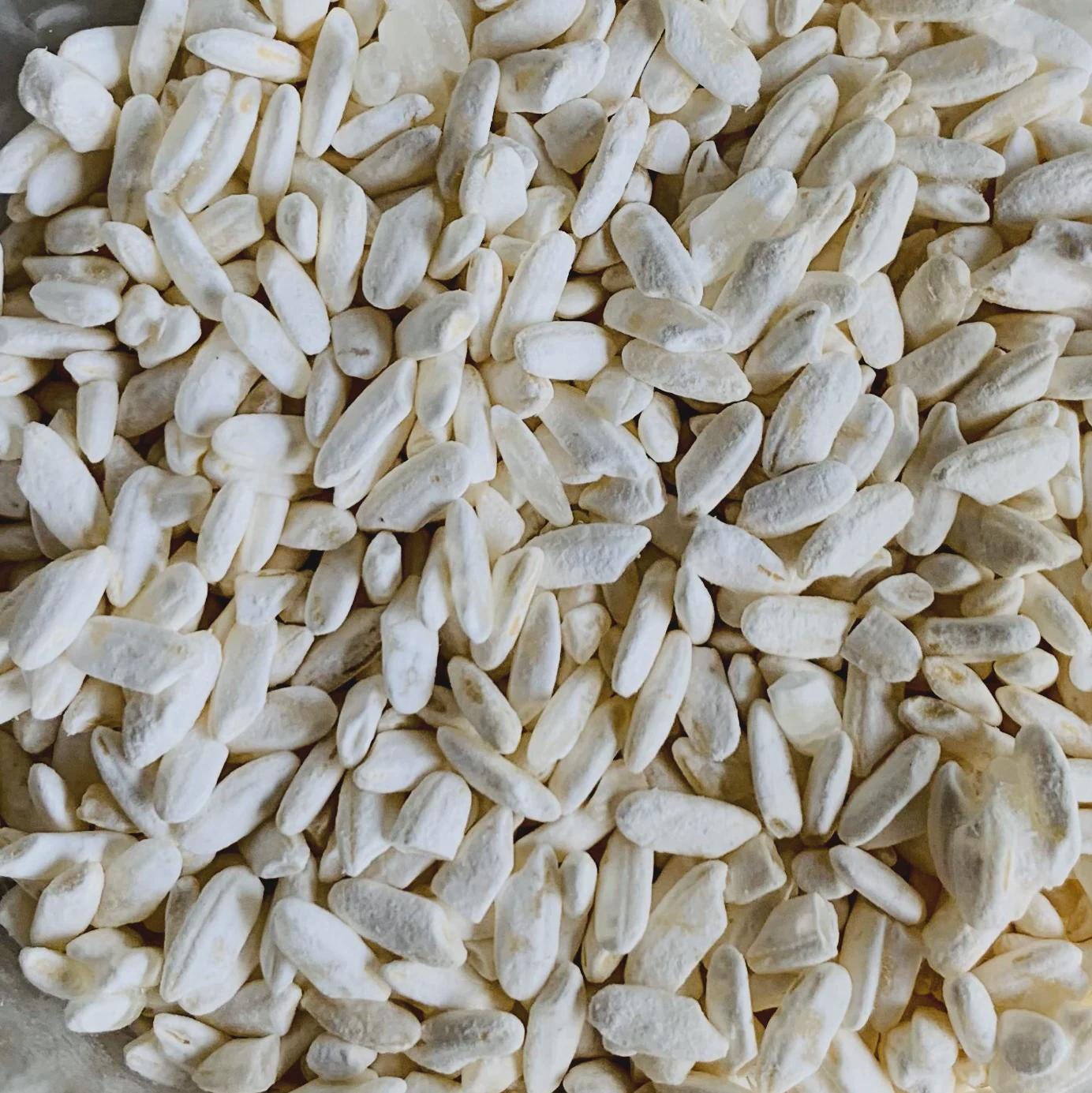 Koji Bianco Aspergillus oryzae Slant Agar | Coltura Premium
