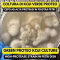 Koji Green Proteo Aspergillus oryzae Piastra Petri Colonizzata