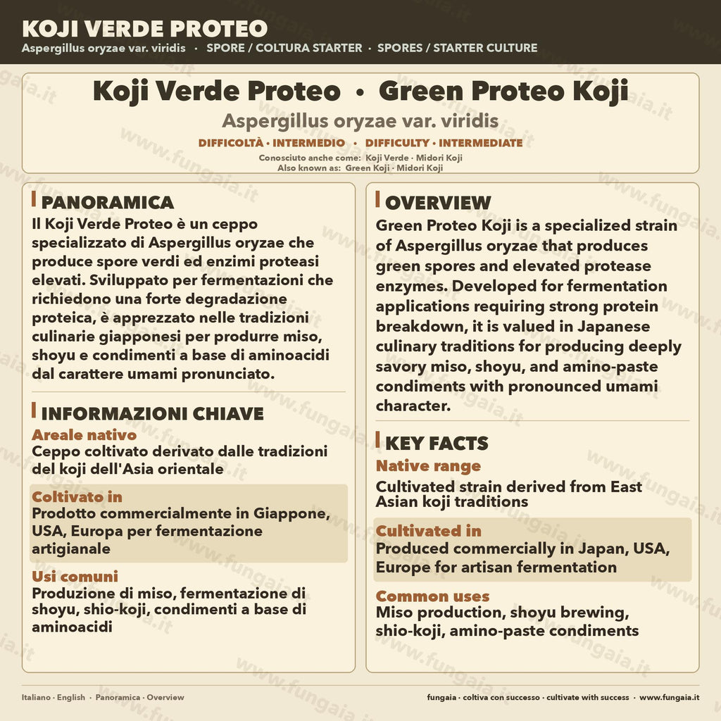 Koji Green Proteo Aspergillus oryzae Piastra Petri Colonizzata