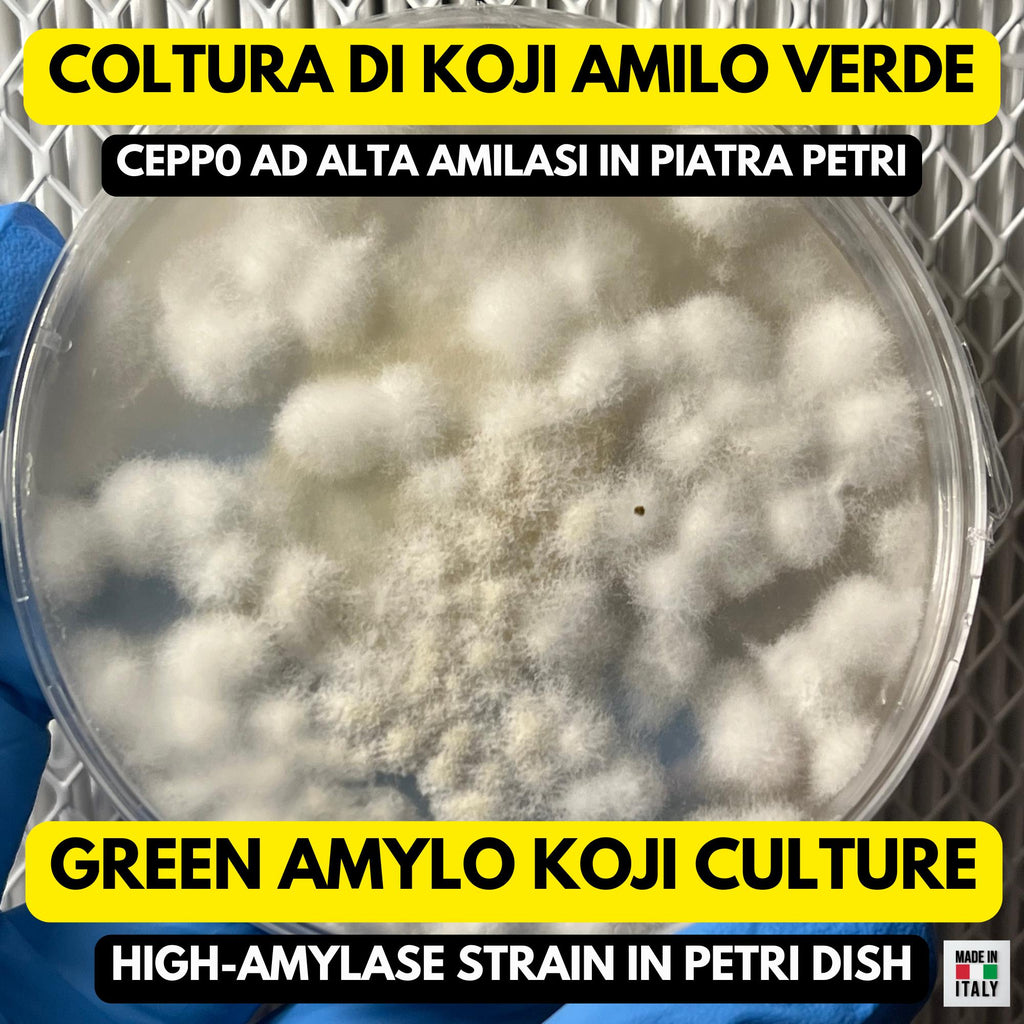 Piastra Petri Koji Green Amilo | Aspergillus oryzae per Miso