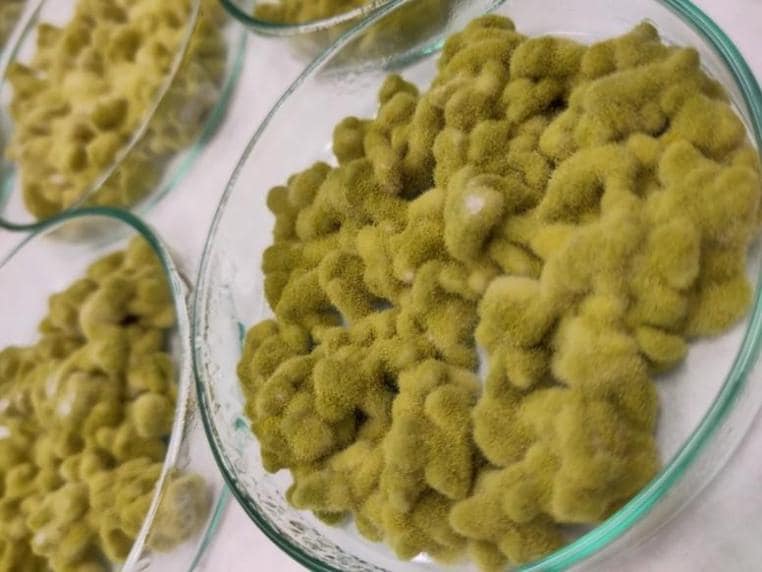Slant Koji Green Amilo | Ceppo Alta Saccarificazione Sake Amazake