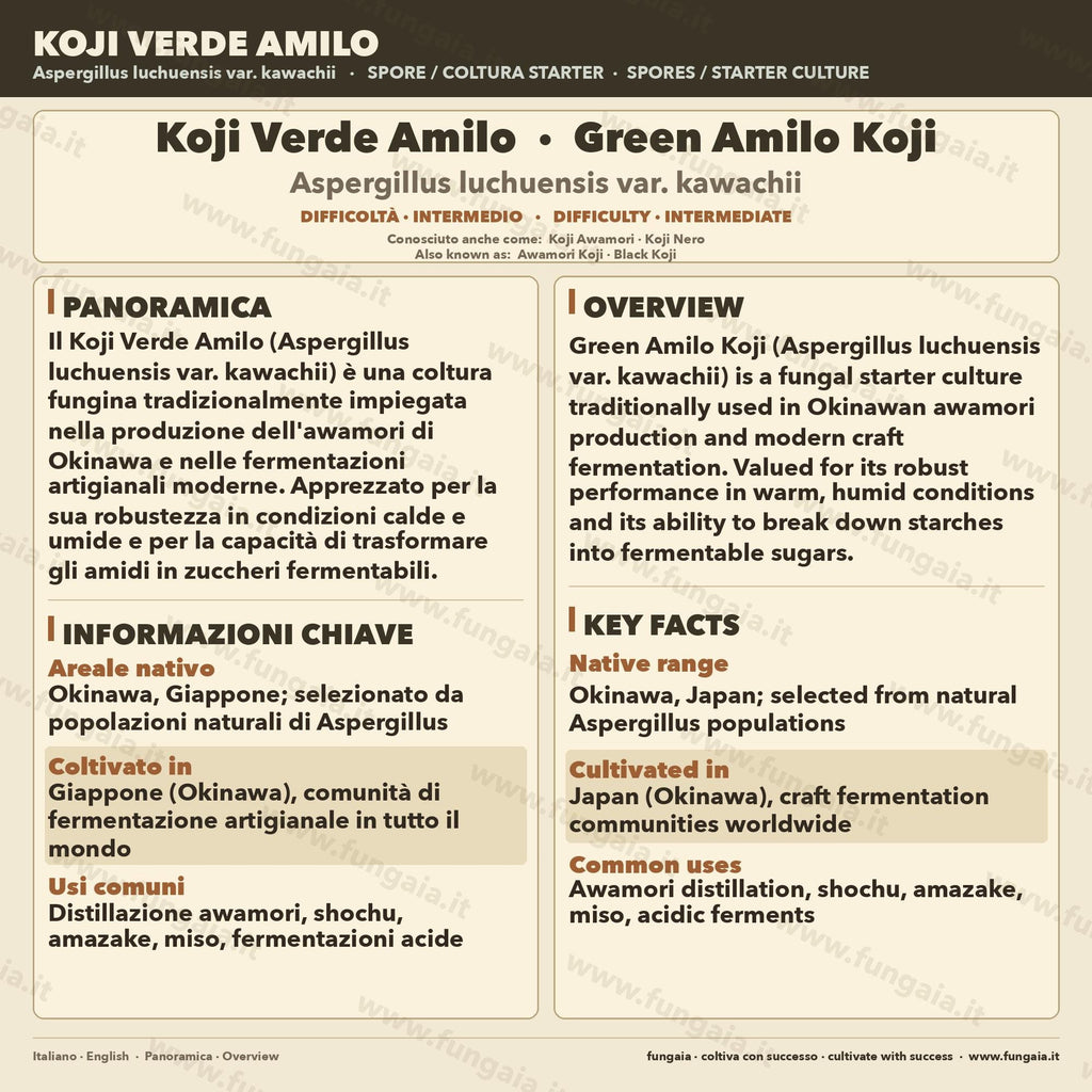 Slant Koji Green Amilo | Ceppo Alta Saccarificazione Sake Amazake