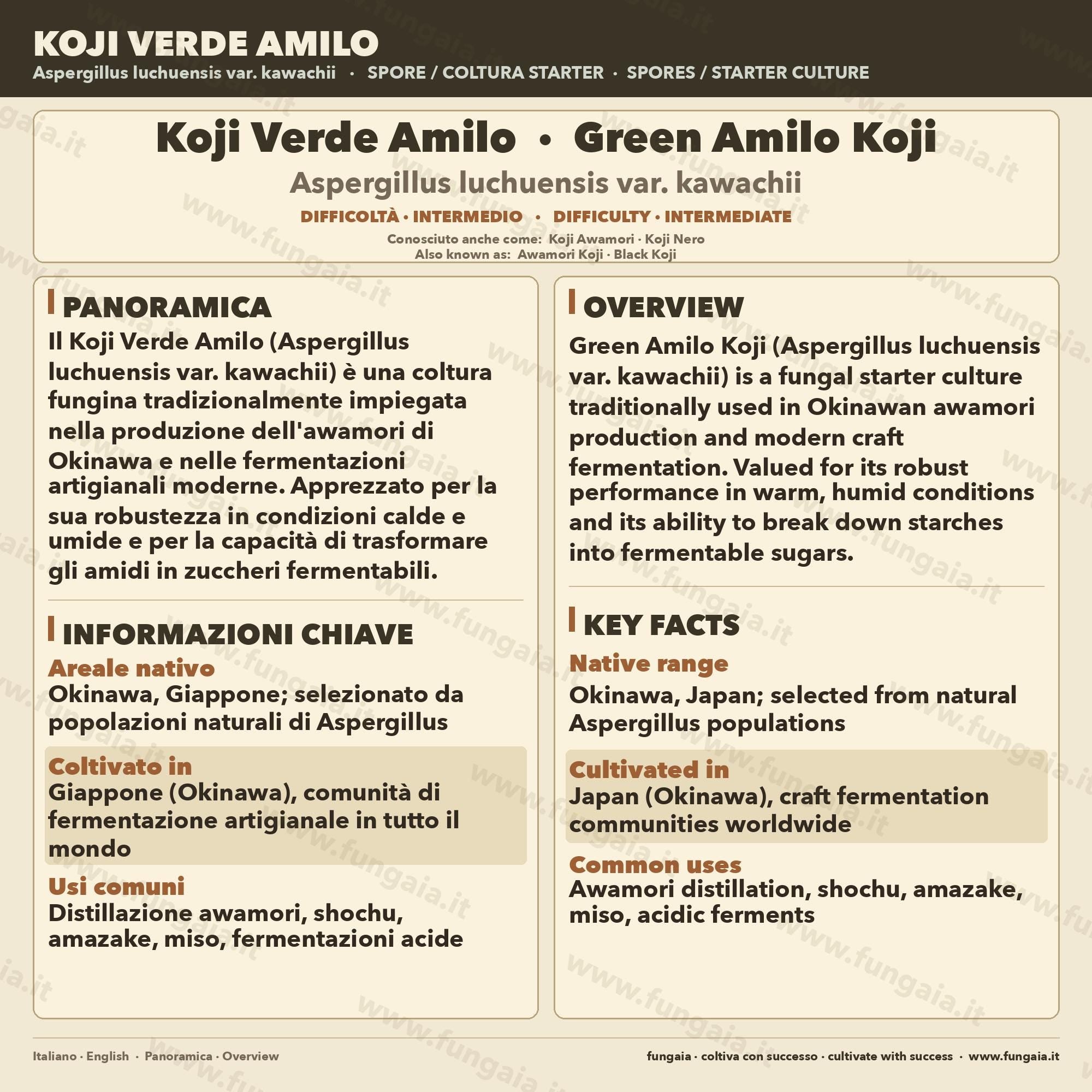 Slant Koji Green Amilo | Ceppo Alta Saccarificazione Sake Amazake