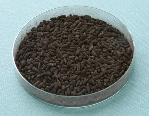Aspergillus Luchuensis Kuro Koji – Slant Agar per Fermentazione
