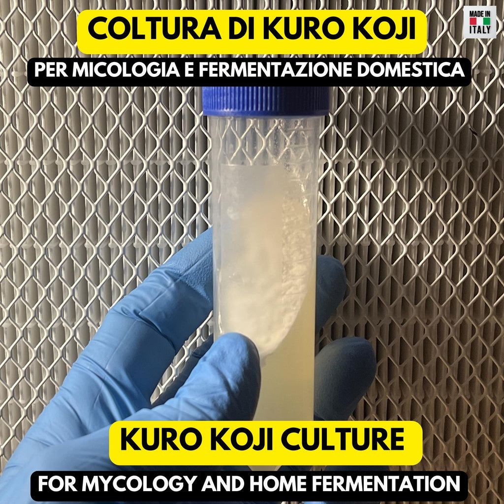 Aspergillus Luchuensis Kuro Koji – Slant Agar per Fermentazione
