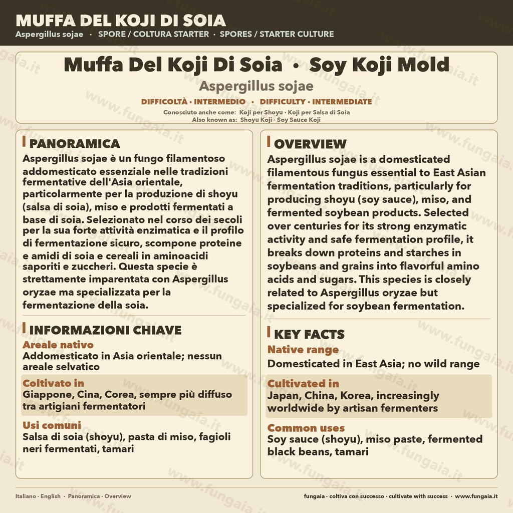 Aspergillus Sojae Agar Slant | Koji Culture for Miso, Shoyu & Soy Fermentation