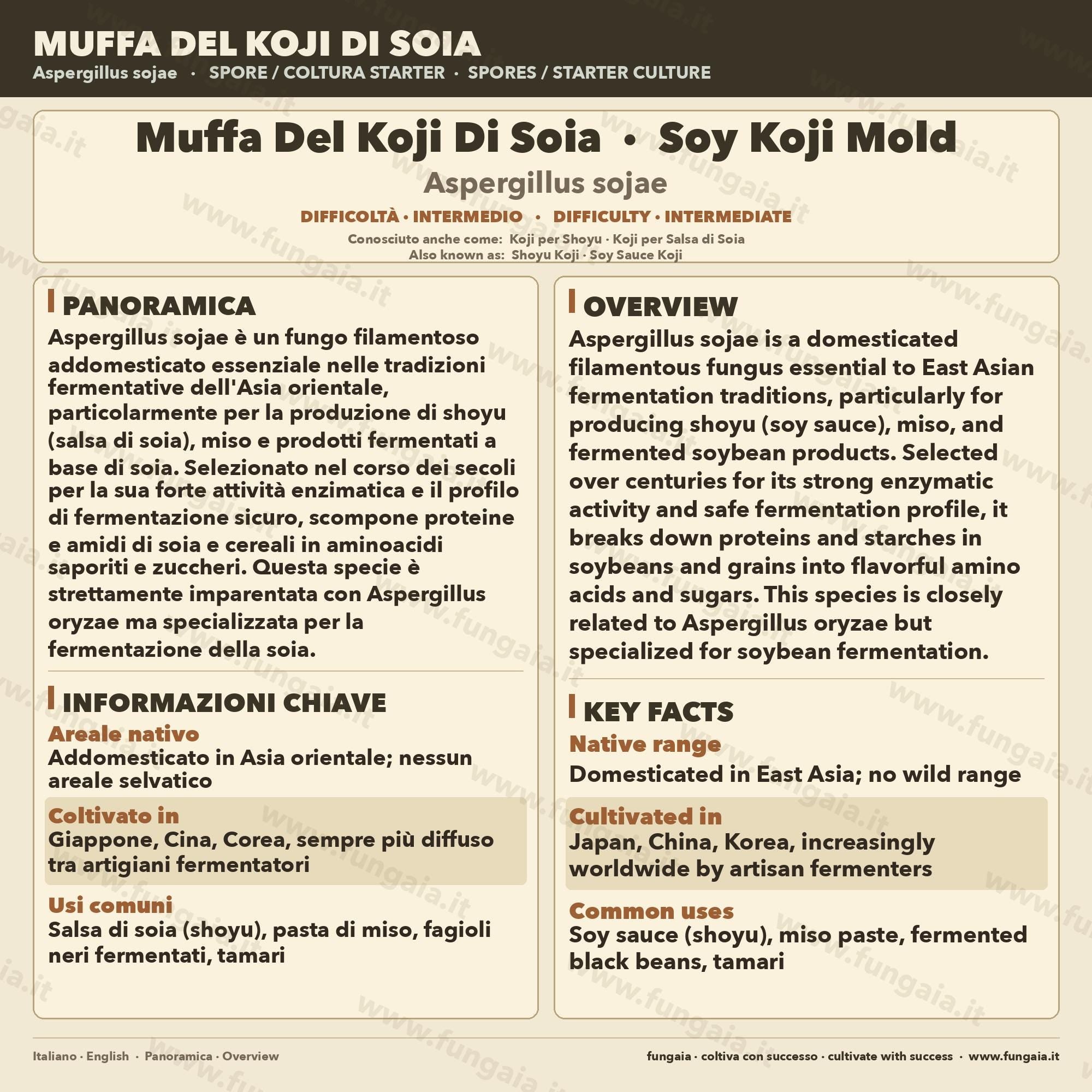 Aspergillus Sojae Agar Slant | Koji Culture for Miso, Shoyu & Soy Fermentation