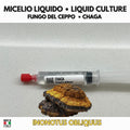 Chaga Inonotus obliquus Coltura Liquida LC Premium Micologia