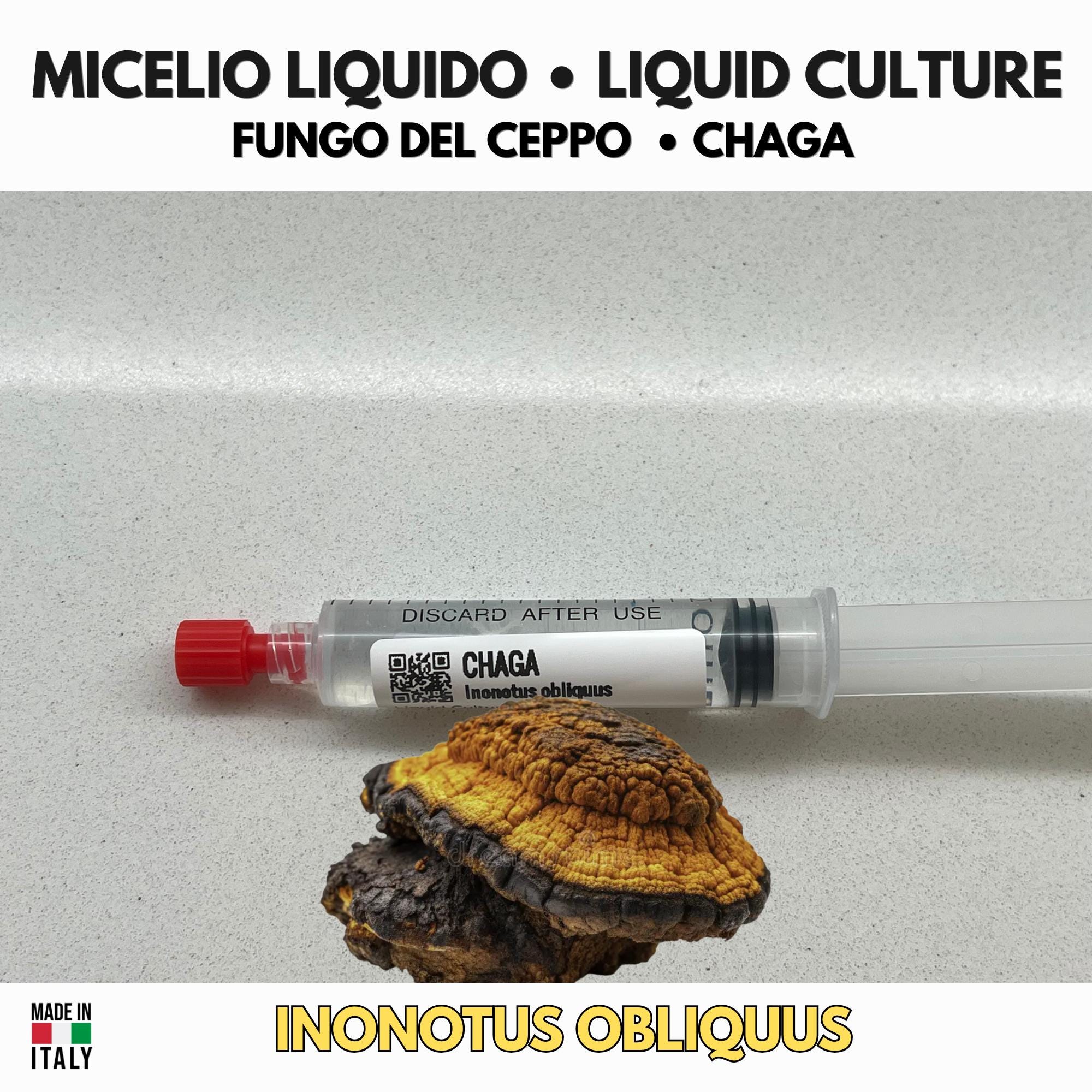 Chaga Inonotus obliquus Coltura Liquida LC Premium Micologia
