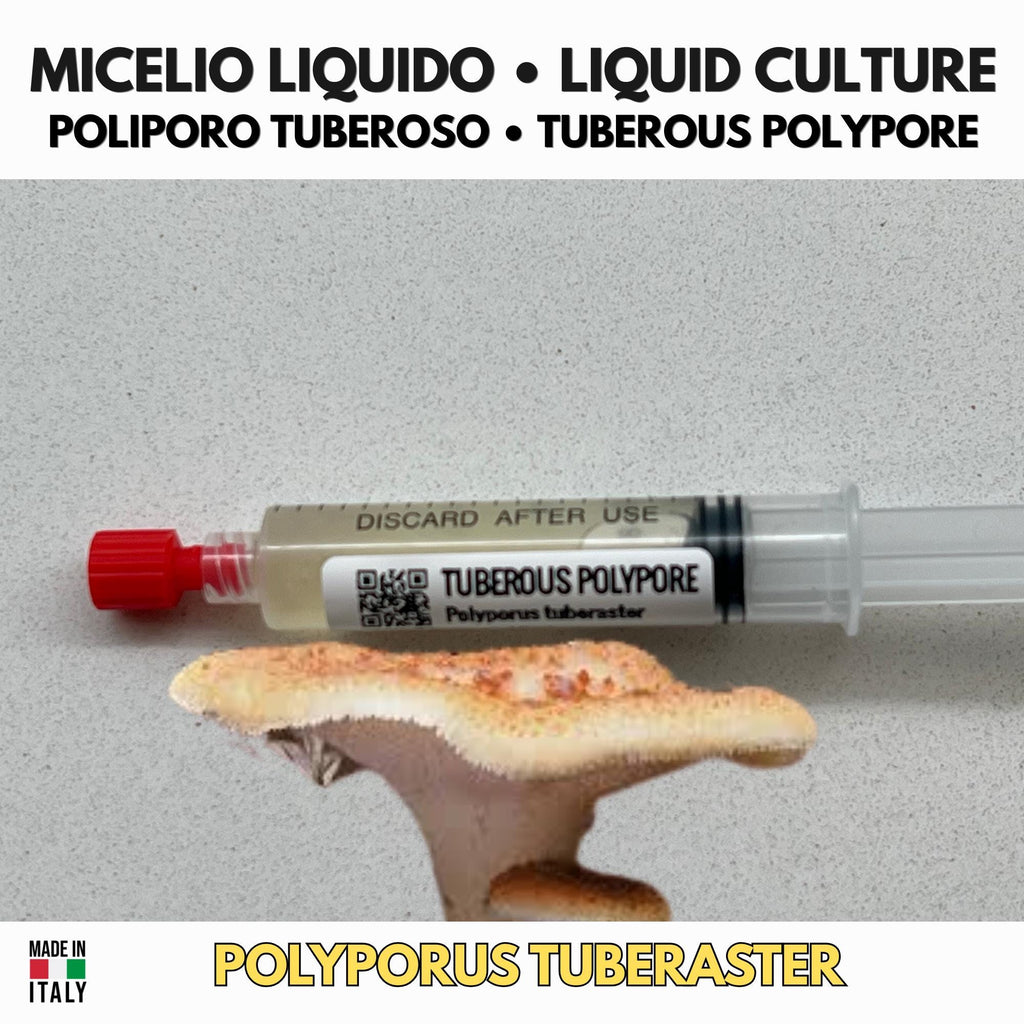 Coltura Liquida Polyporus tuberaster | Pietra Fungaia Gourmet LC