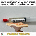 Coltura Liquida Polyporus tuberaster | Pietra Fungaia Gourmet LC