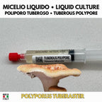 Coltura Liquida Polyporus tuberaster | Pietra Fungaia Gourmet LC