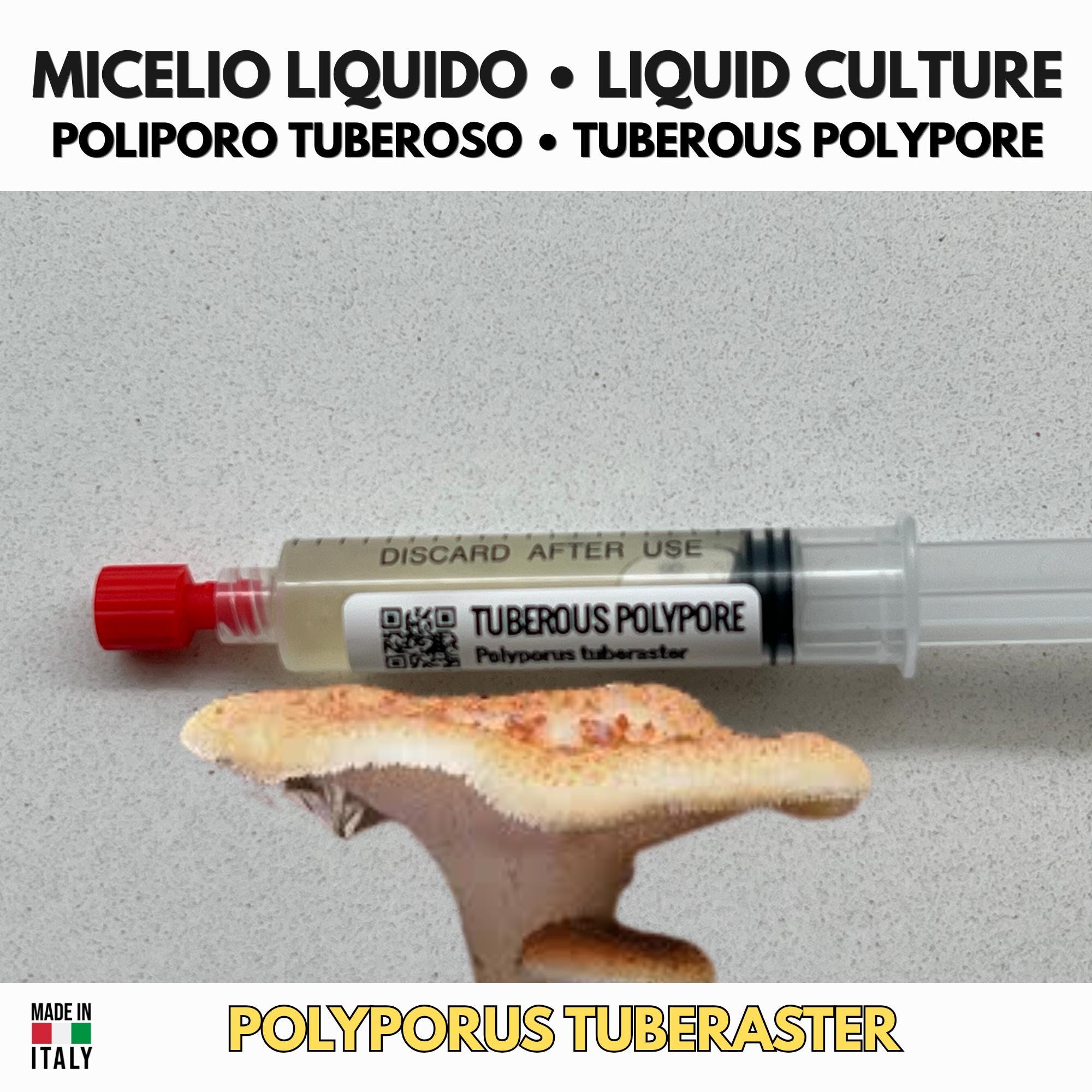 Coltura Liquida Polyporus tuberaster | Pietra Fungaia Gourmet LC