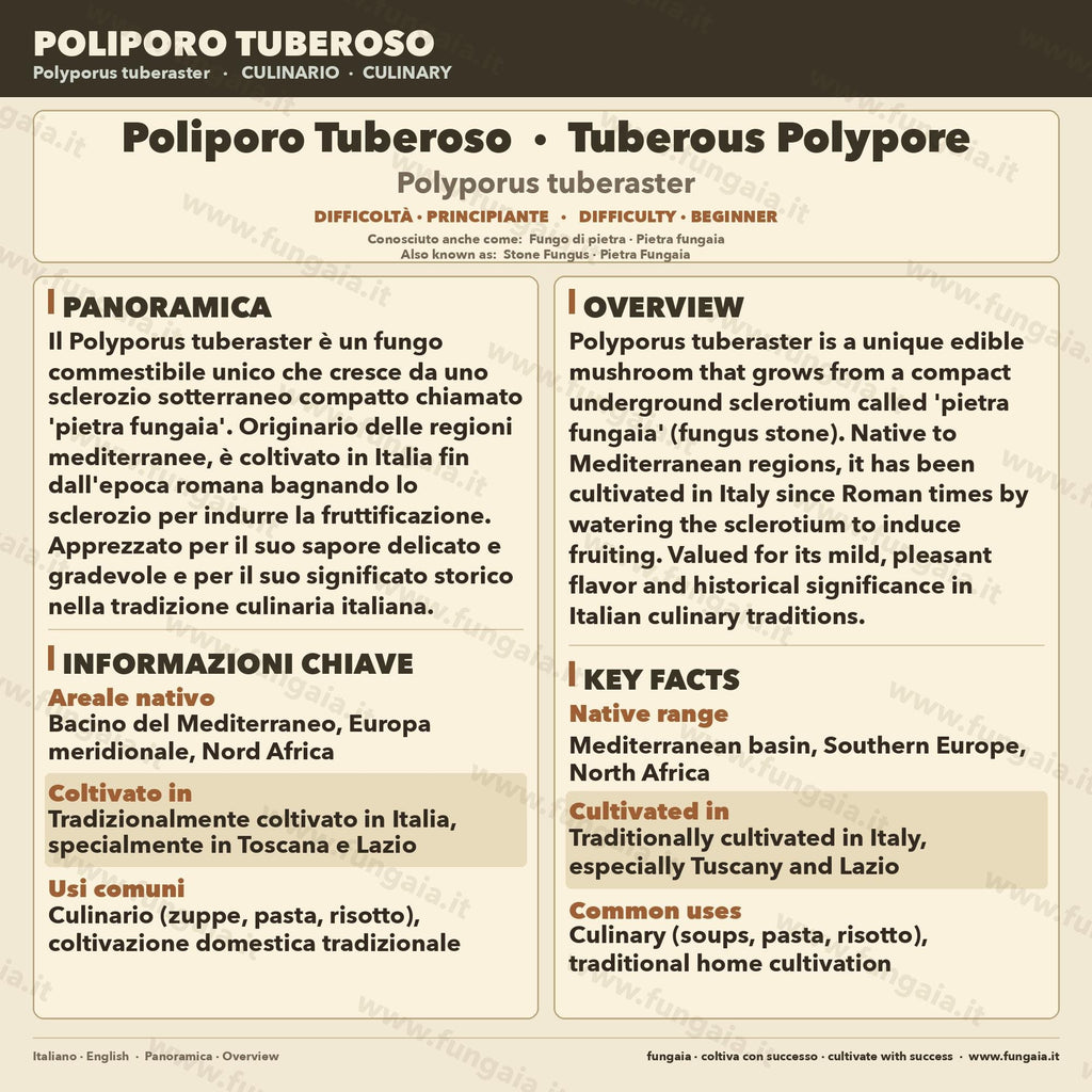 Coltura Liquida Polyporus tuberaster | Pietra Fungaia Gourmet LC