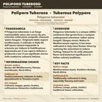 Coltura Liquida Polyporus tuberaster | Pietra Fungaia Gourmet LC