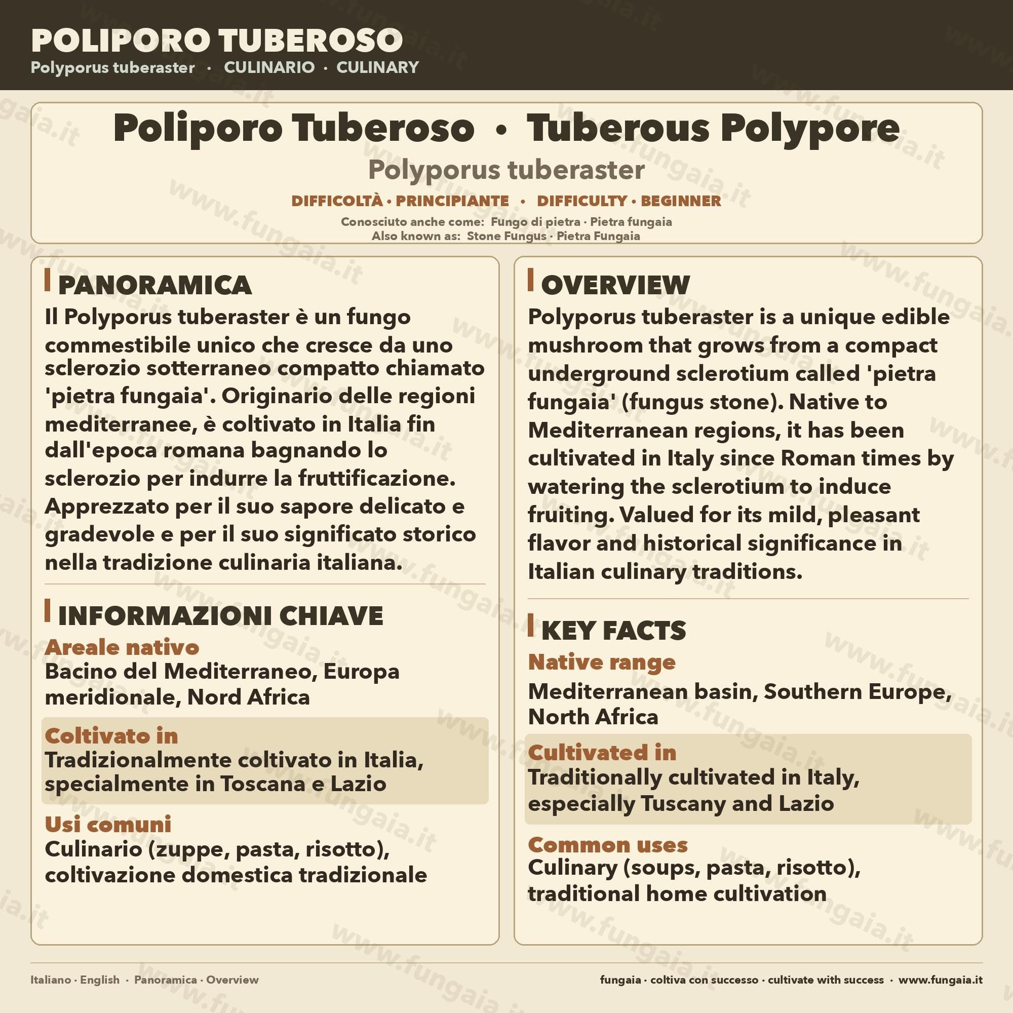 Coltura Liquida Polyporus tuberaster | Pietra Fungaia Gourmet LC
