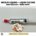 Hericium americanum Coltura Liquida | Ericio Americano LC