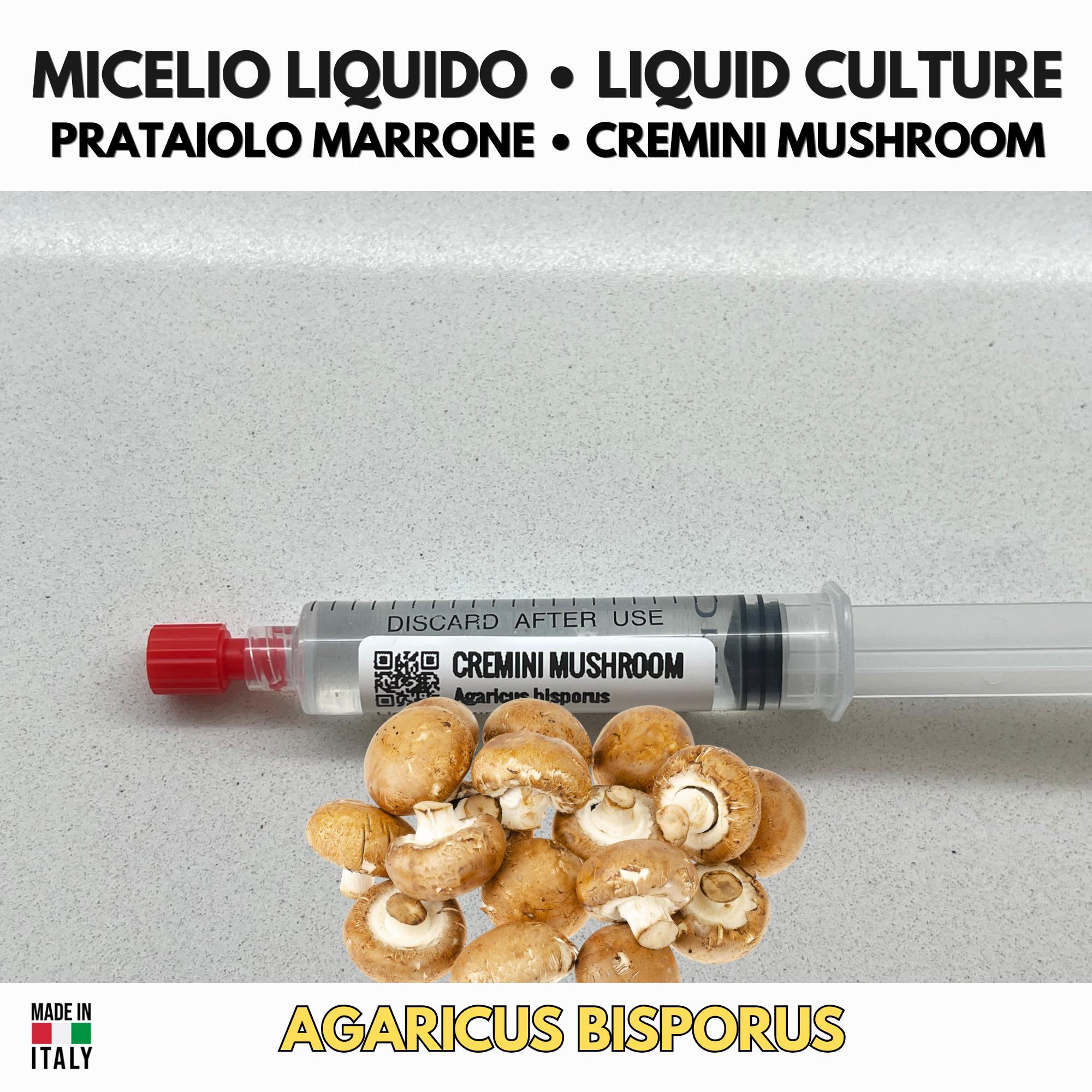Agaricus bisporus Brown Champignon Liquid Culture | Gourmet Mushroom Mycelium for Cultivation
