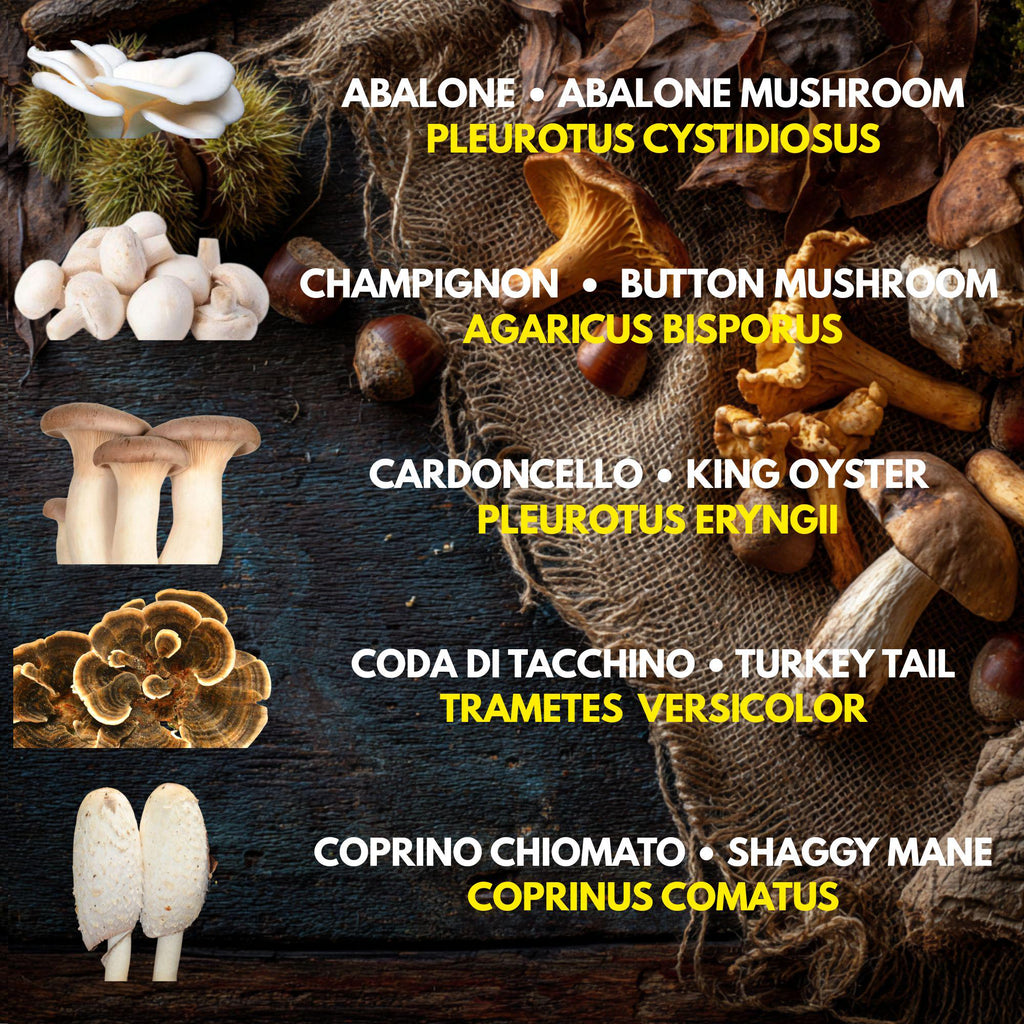 Bundle 5 Colture Liquide | 50+ Varietà Funghi Gourmet | Micelio Premium