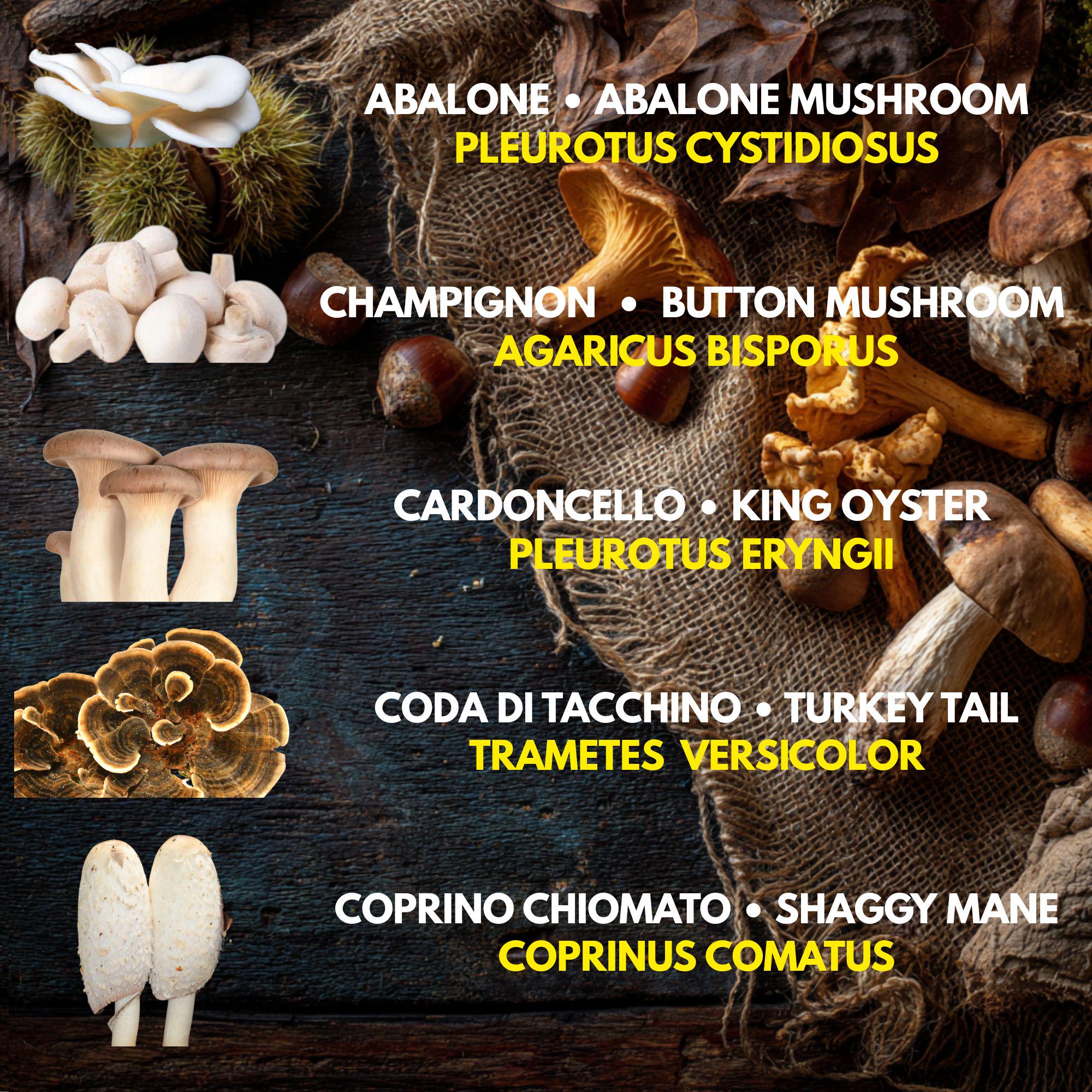 Bundle 5 Colture Liquide | 50+ Varietà Funghi Gourmet | Micelio Premium