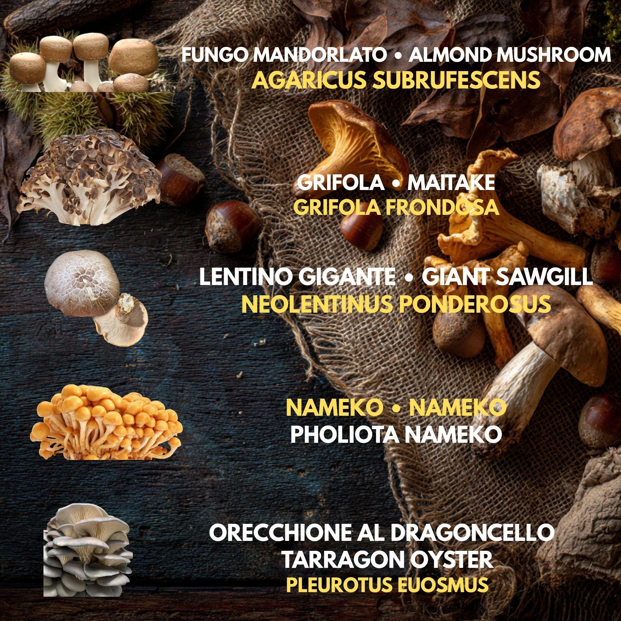 Bundle 5 Colture Liquide | 50+ Varietà Funghi Gourmet | Micelio Premium