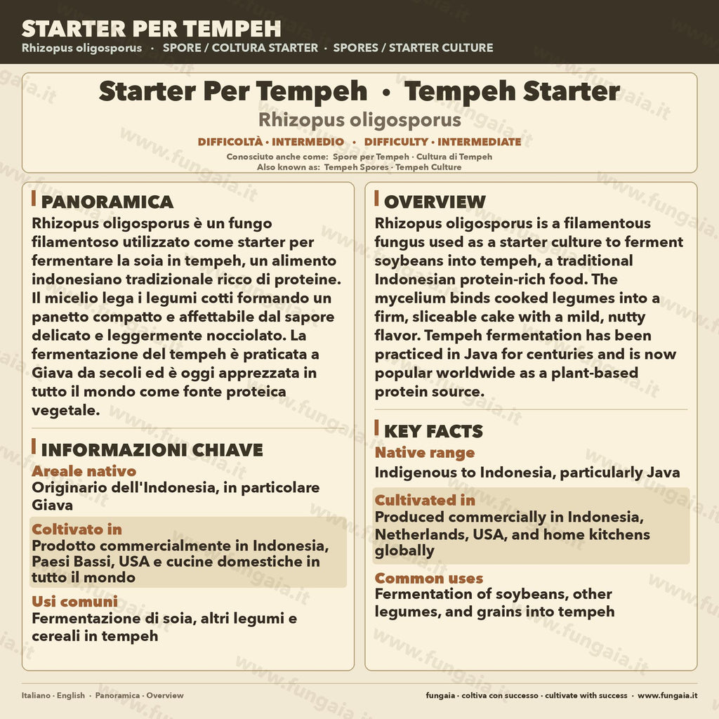 Rhizopus oligosporus Liquid Culture 10ml – Tempeh Starter for Traditional Indonesian Fermentation