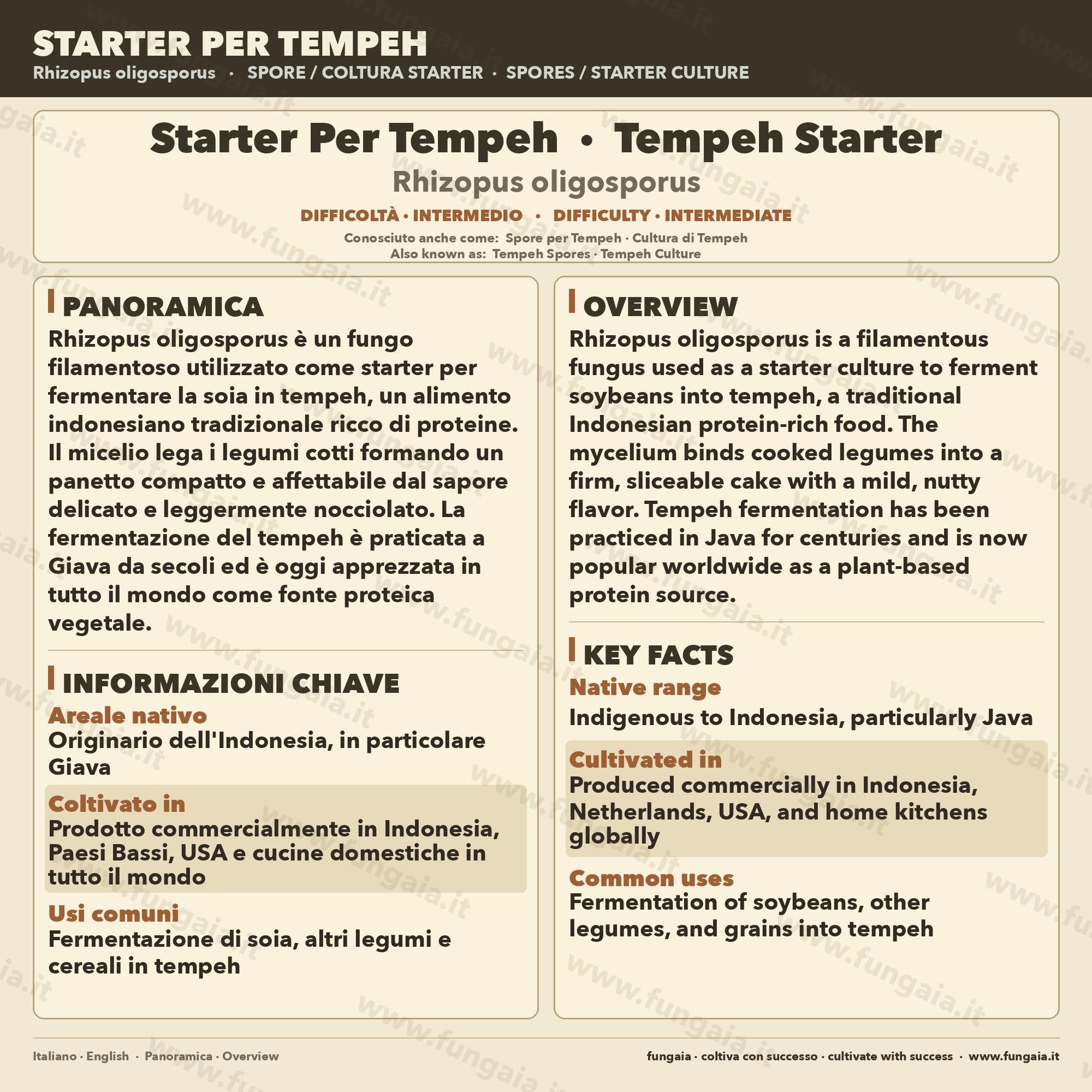 Rhizopus oligosporus Liquid Culture 10ml – Tempeh Starter for Traditional Indonesian Fermentation