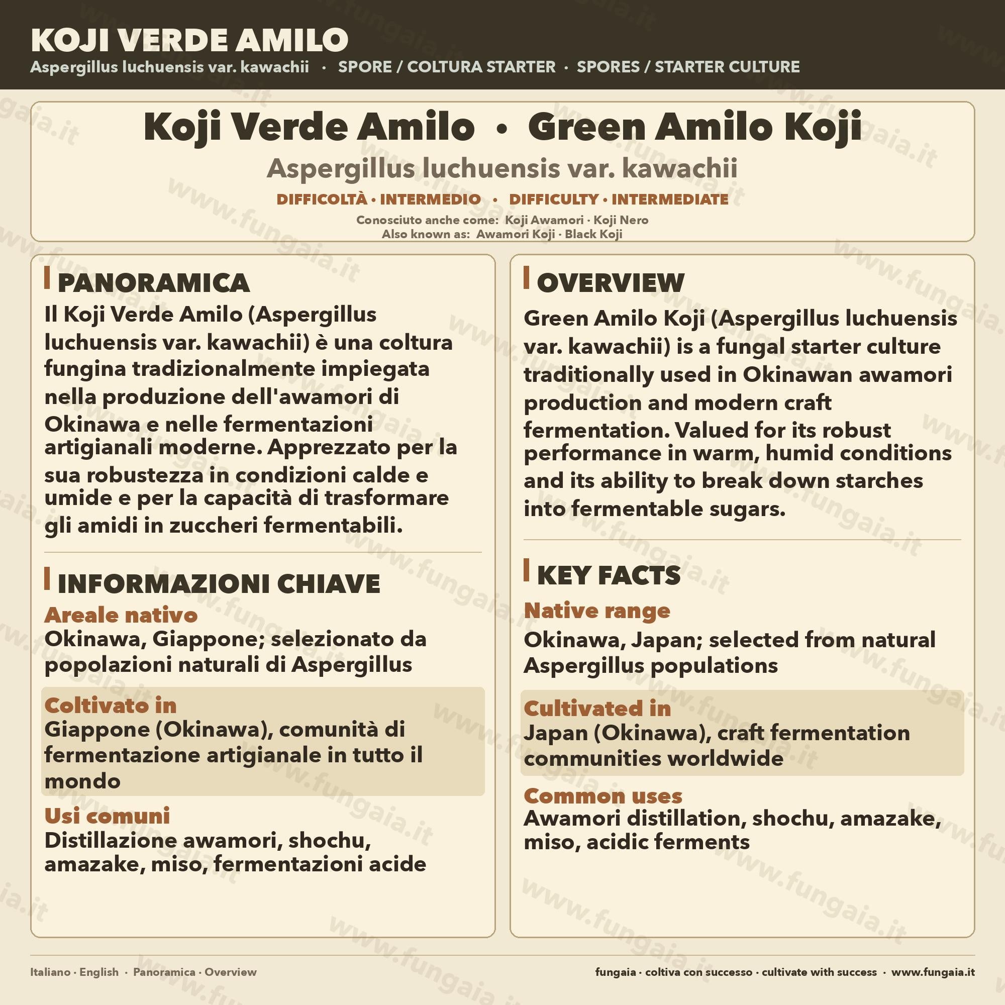 Aspergillus Luchuensis Kuro Koji – Slant Agar per Fermentazione