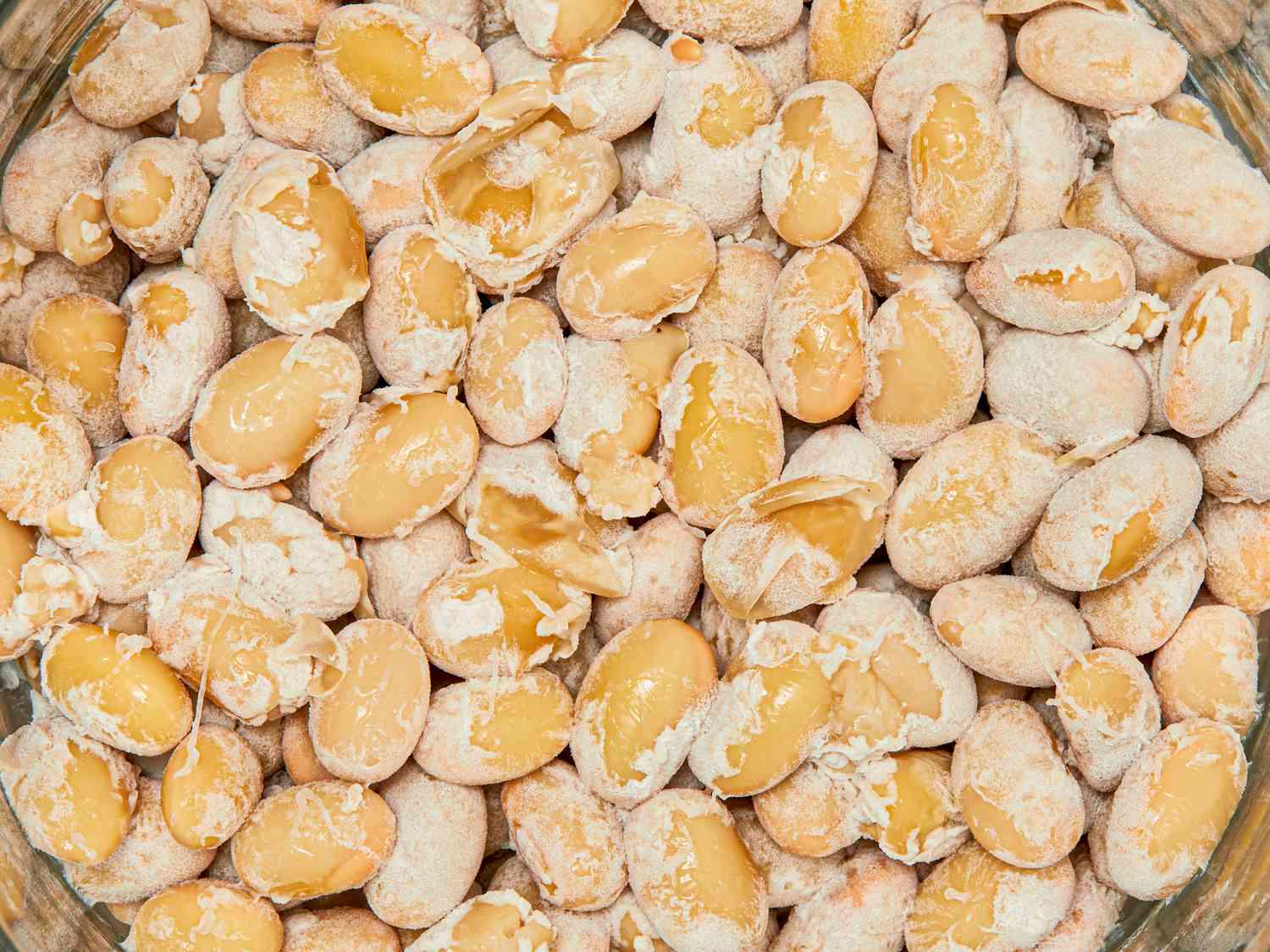 Bacillus subtilis Natto Spores – Agar Slant for Traditional Japanese Fermentation Culture