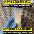 Aspergillus Sojae Agar Slant | Koji Culture for Miso, Shoyu & Soy Fermentation