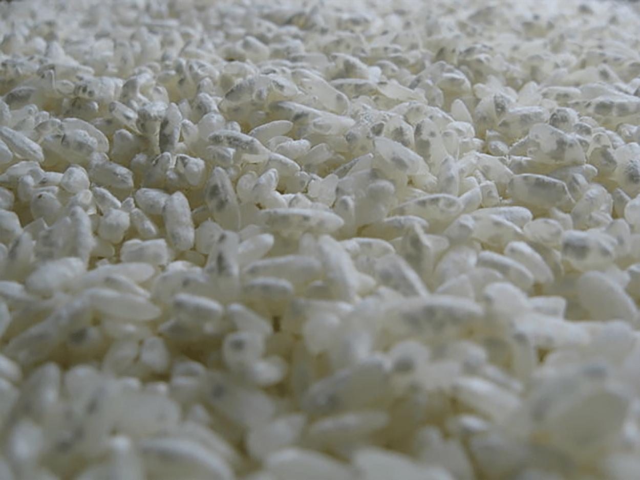 Aspergillus Sojae Agar Slant | Koji Culture for Miso, Shoyu & Soy Fermentation