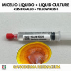 Ganoderma curtisii Yellow Reishi Liquid Culture | Premium Mushroom Mycelium for Gourmet Cultivation