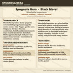 Morchella importuna Liquid Culture | Black Morel Mushroom Culture 10ml | Gourmet Cultivation