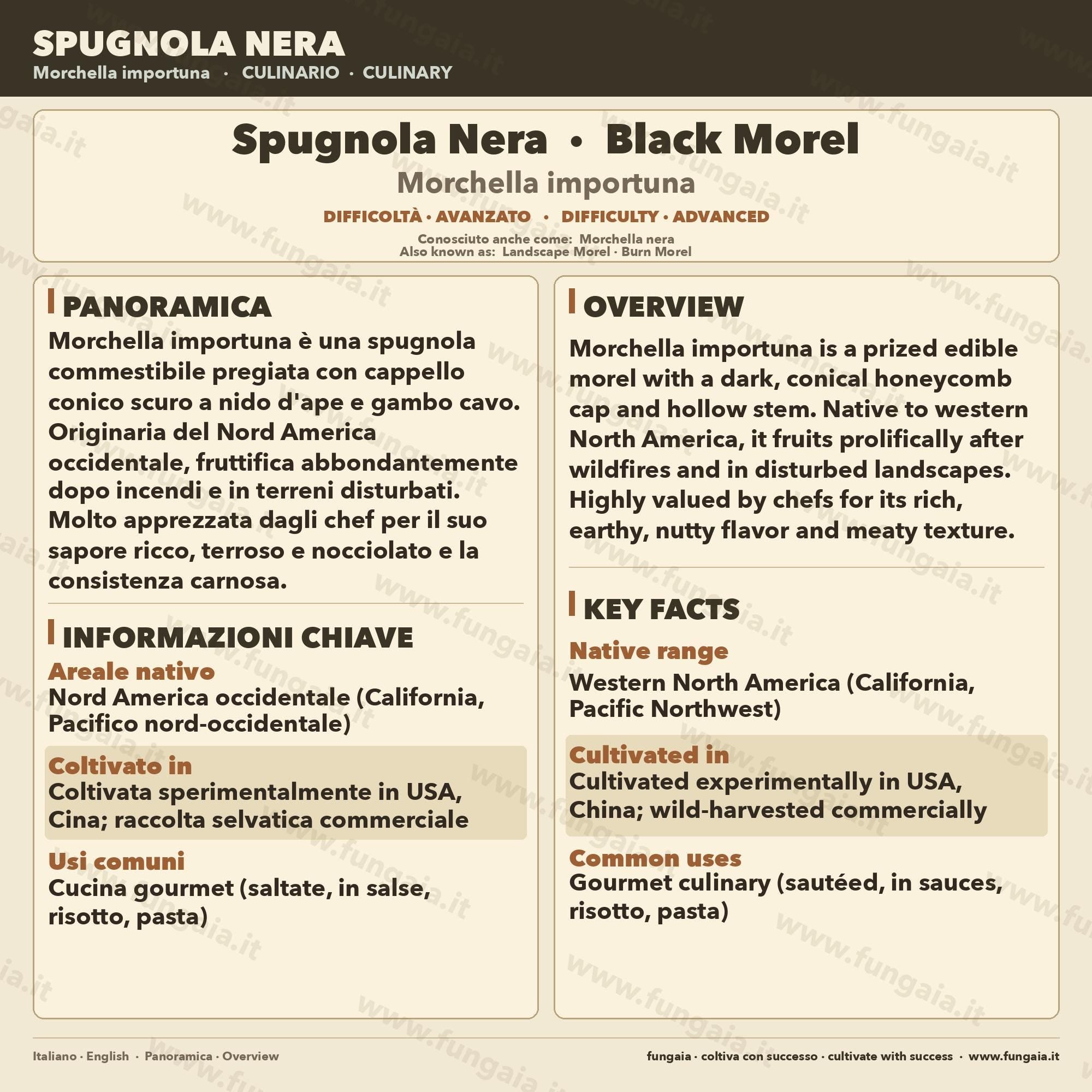 Morchella importuna Liquid Culture | Black Morel Mushroom Culture 10ml | Gourmet Cultivation