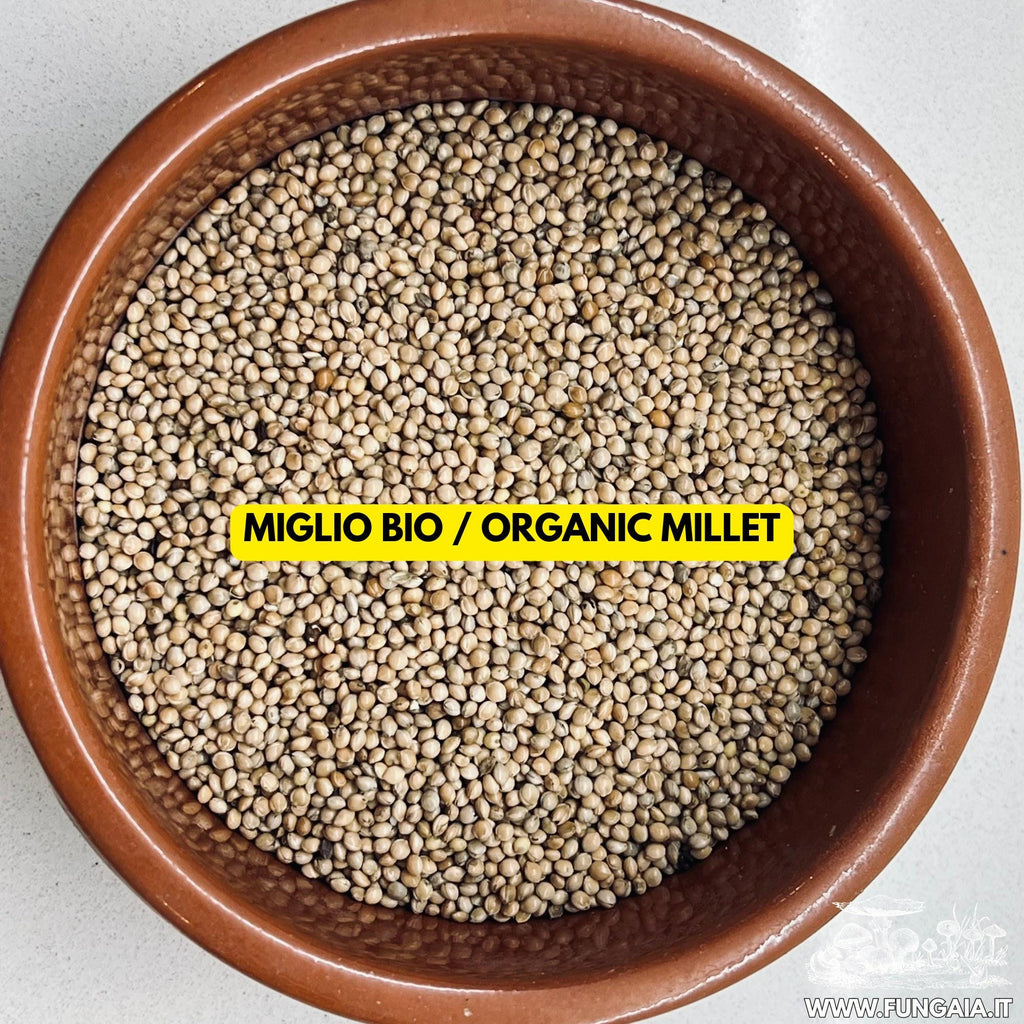 Sterilized Millet Grain Spawn Jar 500g — 1L Bormioli