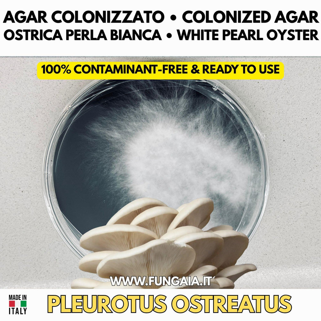 Pleurotus ostreatus White Pearl Oyster Mushroom Colonized Agar Petri Plate Live Mycelium Gourmet Culture