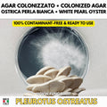 Pleurotus ostreatus White Pearl Oyster Mushroom Colonized Agar Petri Plate Live Mycelium Gourmet Culture