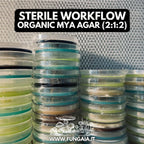 Panellus stipticus Bioluminescent Mushroom Agar Plate | Bitter Oyster Mycelium Culture | Live Petri