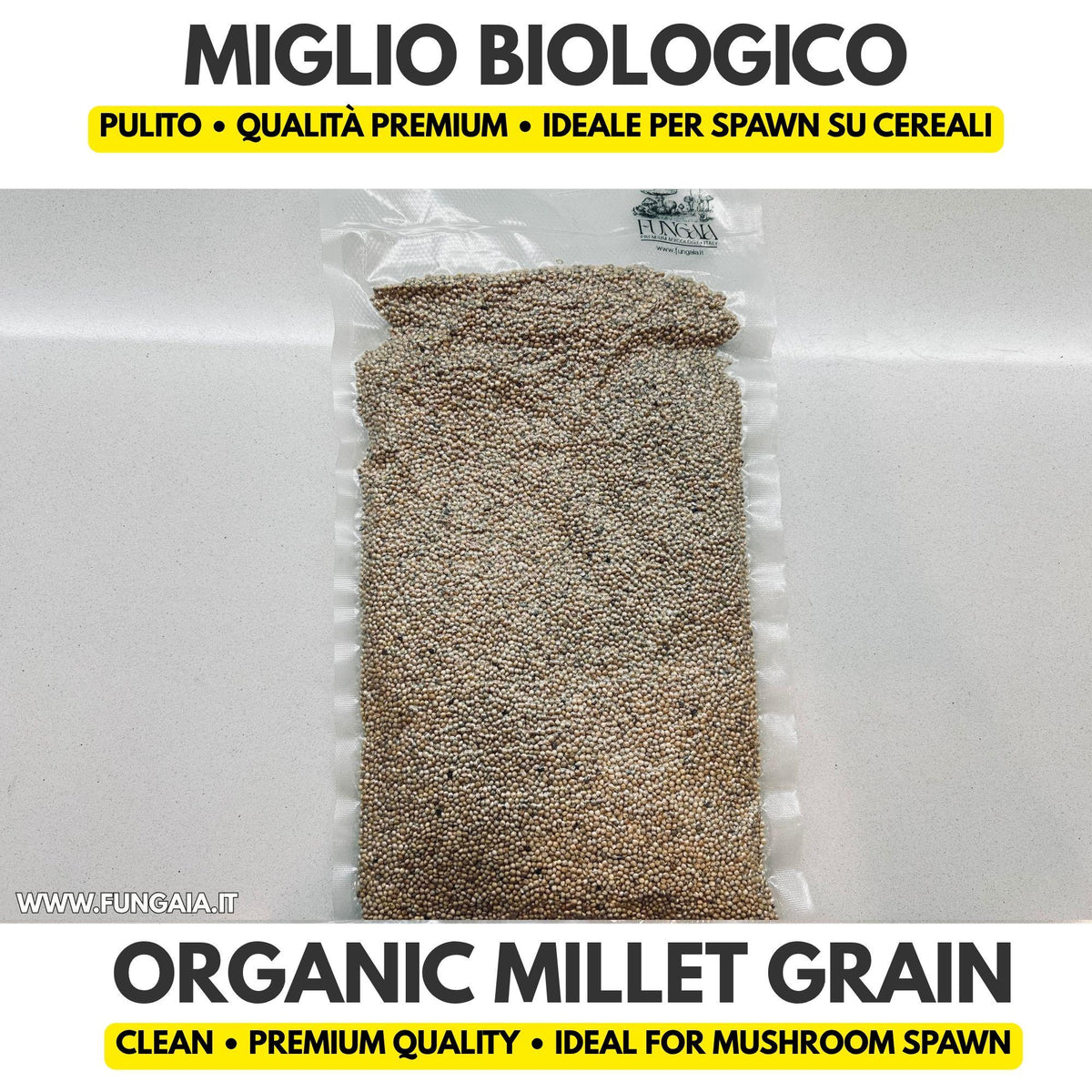 Organic millet grain for mushroom spawn