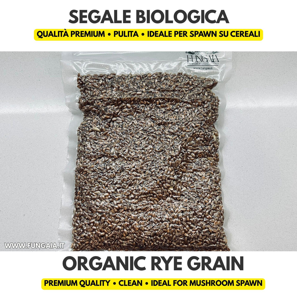 Organic rye grain for mushroom spawn