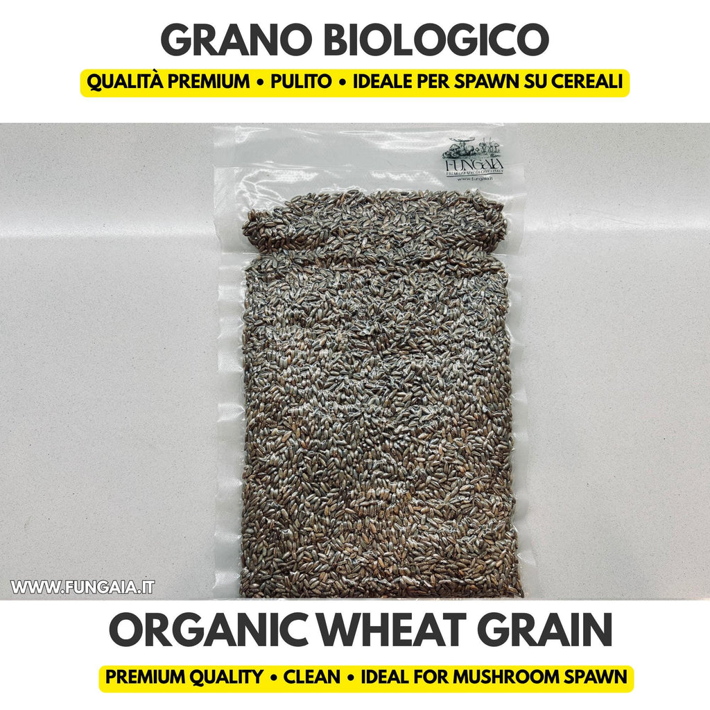 Organic wheat grain for mushroom spawn