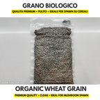 Organic wheat grain for mushroom spawn