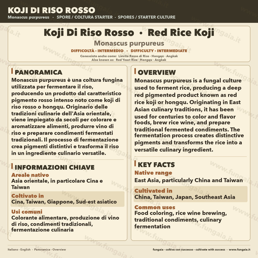Red rice koji Monascus purpureus colonized Petri dish for fermentation