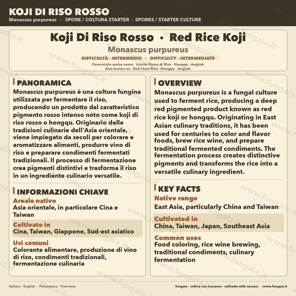 Red rice koji Monascus purpureus colonized Petri dish for fermentation
