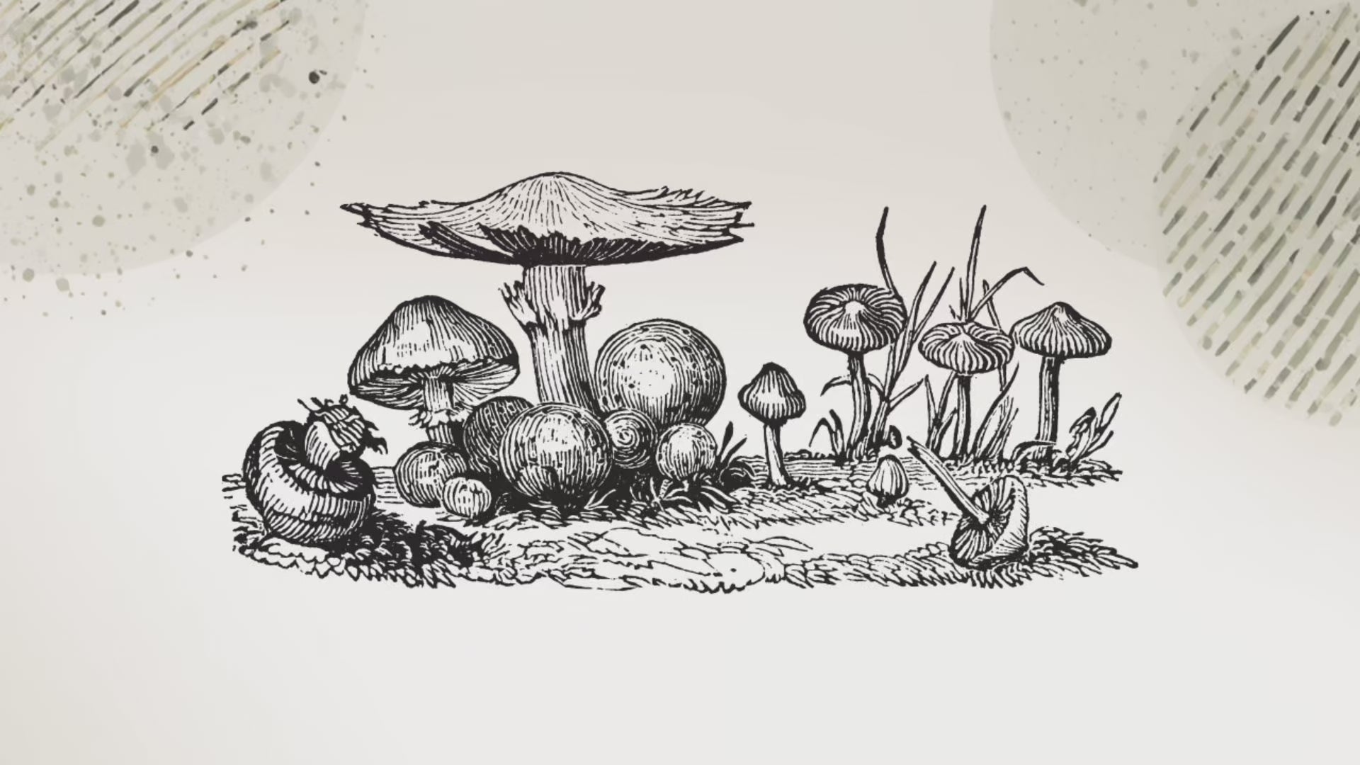 Black Poplar Liquid Culture 10ml Pioppino Gourmet Mushroom Mycelium Cyclocybe Aegerita